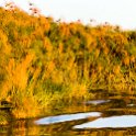 BWA NW OkavangoDelta 2016DEC01 Nguma 056 : 2016, 2016 - African Adventures, Africa, Botswana, Date, December, Month, Ngamiland, Nguma, Northwest, Okavango Delta, Places, Southern, Trips, Year
